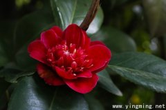 岳麓區(qū)網(wǎng)站專業(yè)建設(shè)的未來發(fā)展？