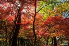 株洲公司網站建設規劃書